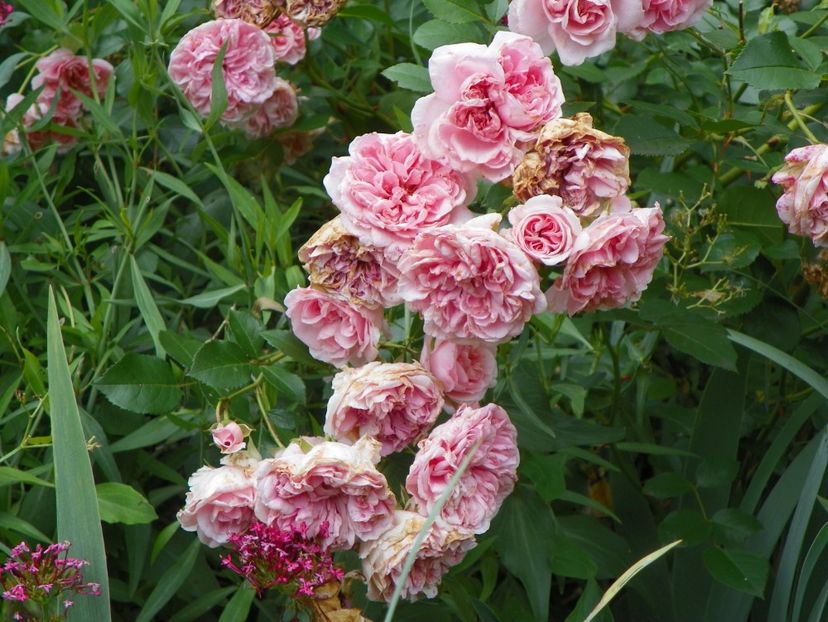 22 IUN (77) - Trandafiri 2018 ii