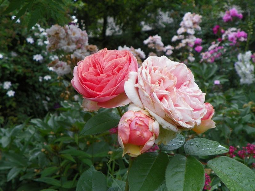 22 IUN (100) - Trandafiri 2018 ii