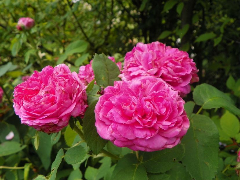 22 IUN (113) - Trandafiri 2018 ii