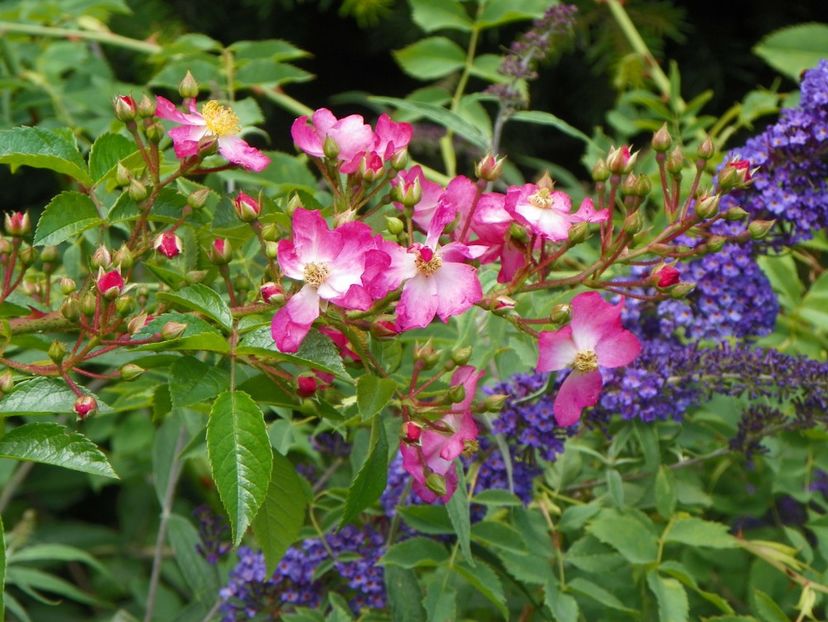 22 IUN (116) - Trandafiri 2018 ii