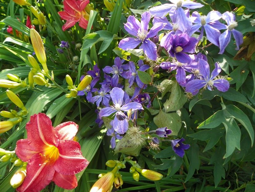 22 IUN (122) - Clematite 2018