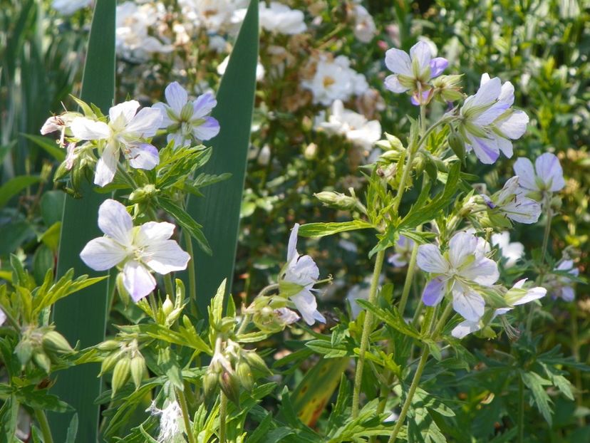 22 IUN (39) - Geranium 2018