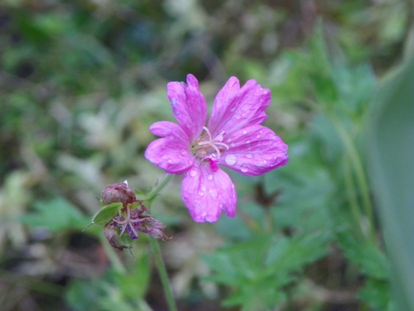 22 IUN (92) - Geranium 2018