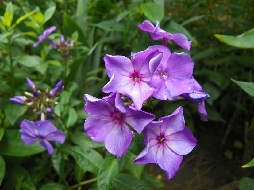 22 IUN (19) - Phlox 2018