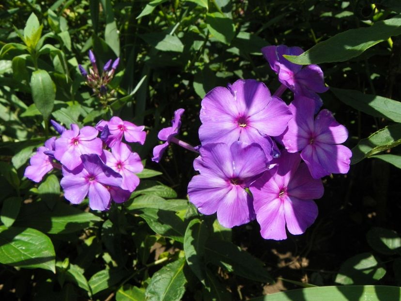 22 IUN (49) - Phlox 2018