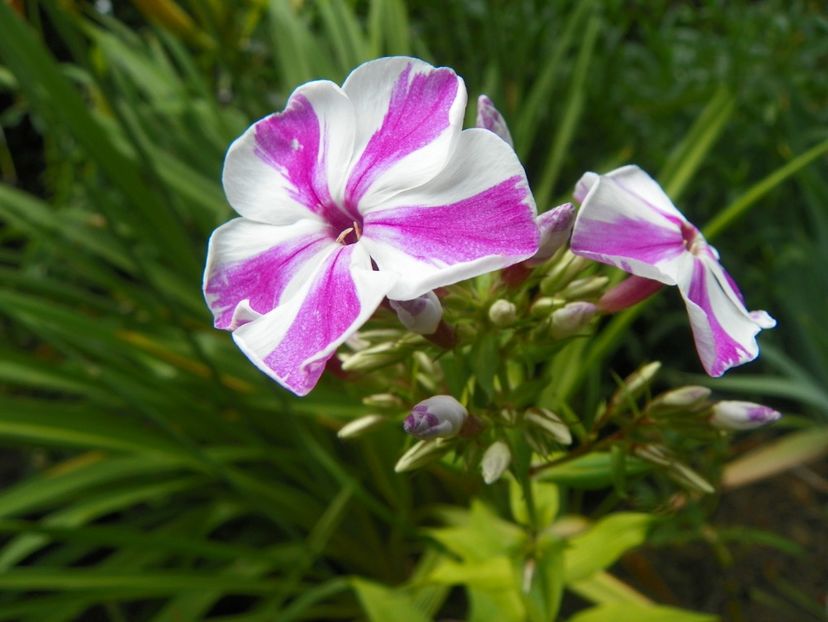 22 IUN (104) - Phlox 2018