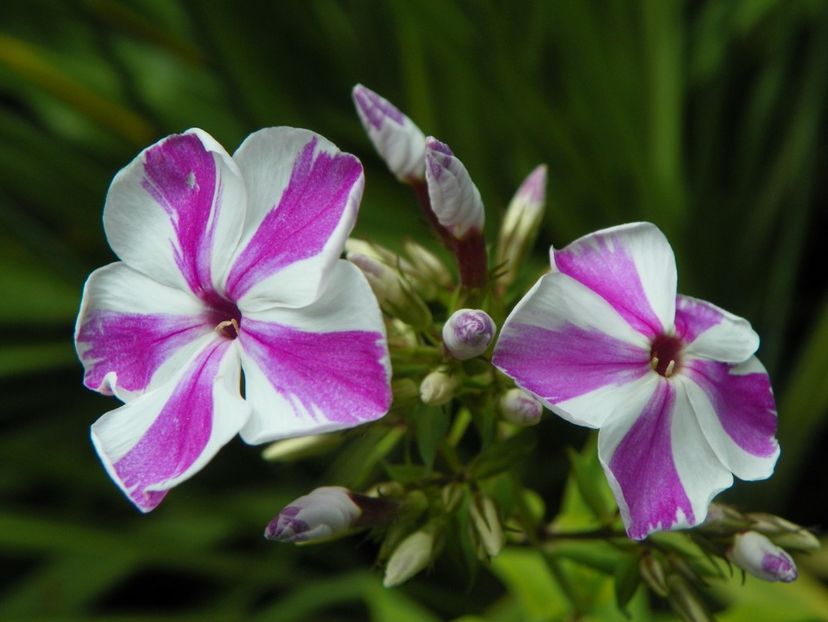 22 IUN (109) - Phlox 2018