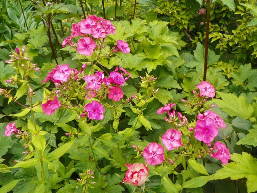 22 IUN (115) - Phlox 2018