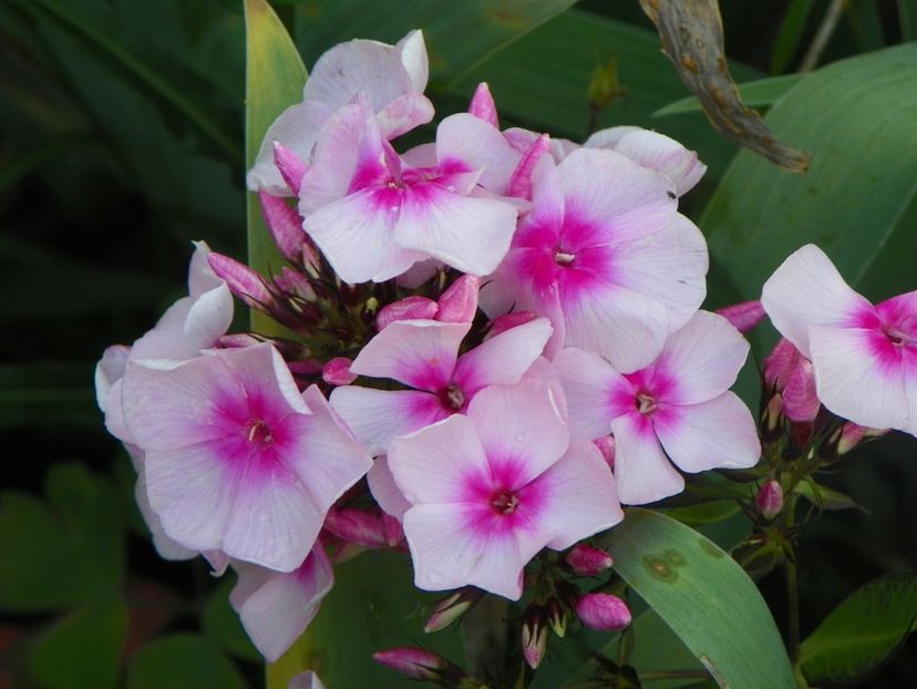 22 IUN (121) - Phlox 2018