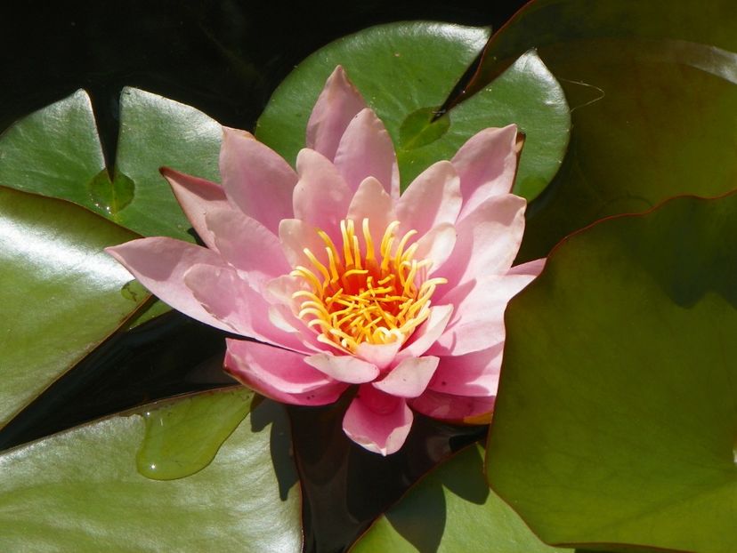 22 IUN (22) - Vara 2018