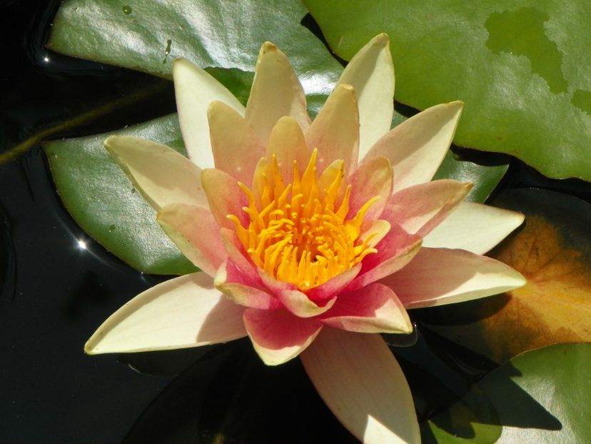 22 IUN (23) - Vara 2018