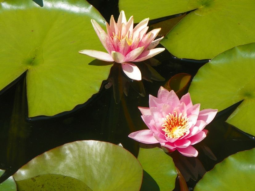 22 IUN (40) - Vara 2018