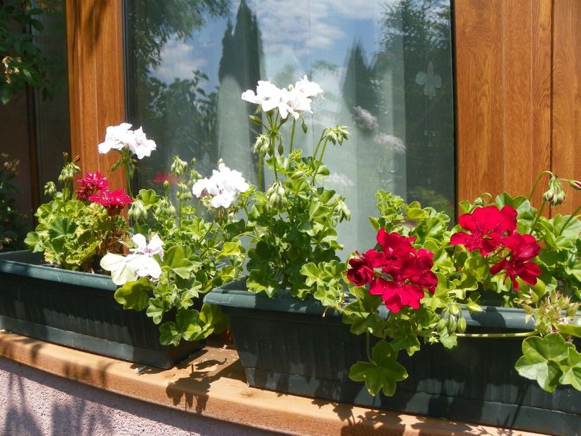 22 IUN (56) - Vara 2018