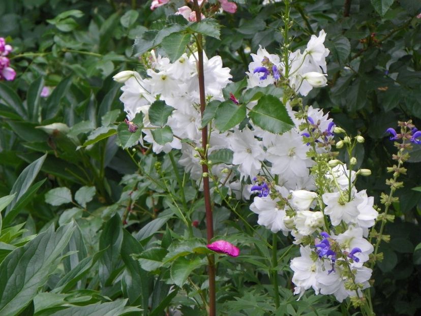 22 IUN (61) - Vara 2018