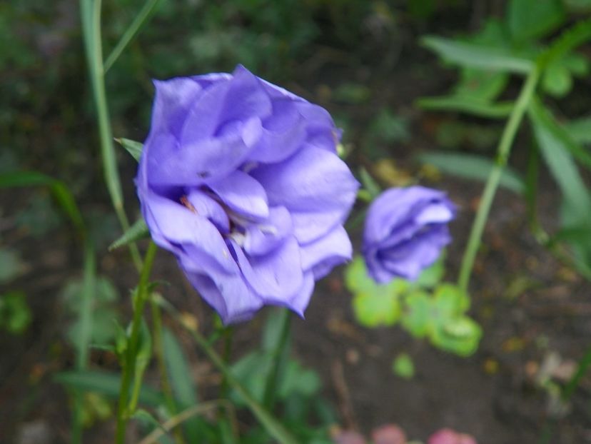 22 IUN (112) - Vara 2018