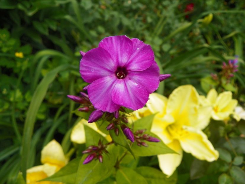 24 iun (123) - Phlox 2018