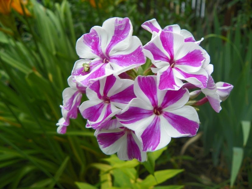 24 iun (138) - Phlox 2018