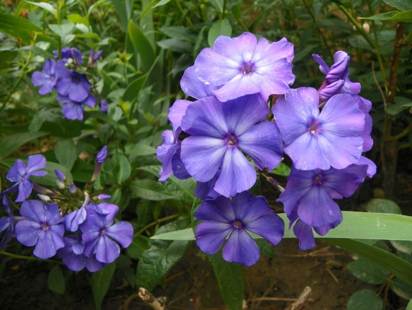 24 iun (140) - Phlox 2018