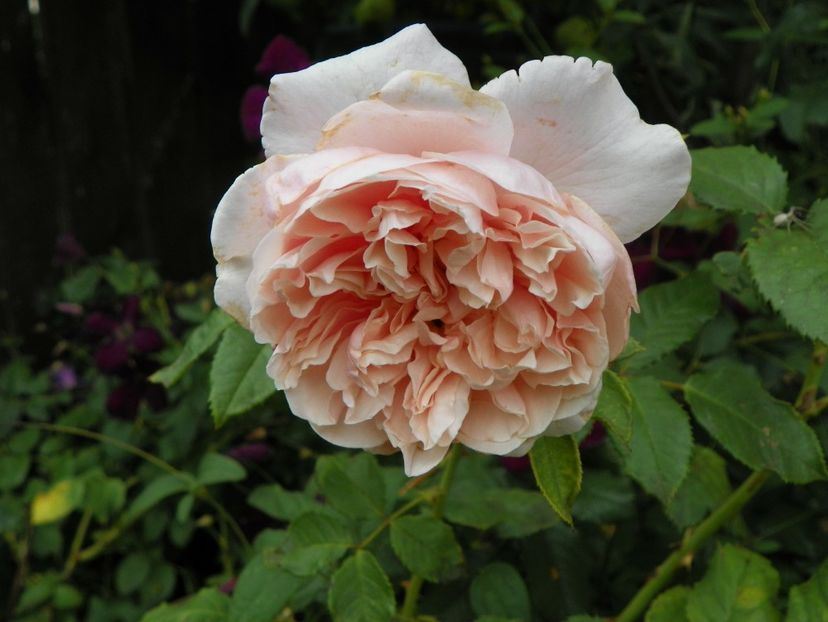 24 iun (142) - Trandafiri 2018 ii