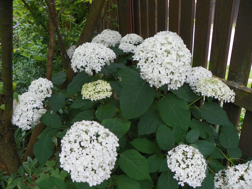 7 iul (49) - Copacei si arbusti 2018