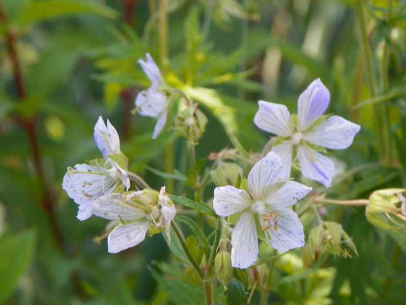 7 iul (67) - Geranium 2018