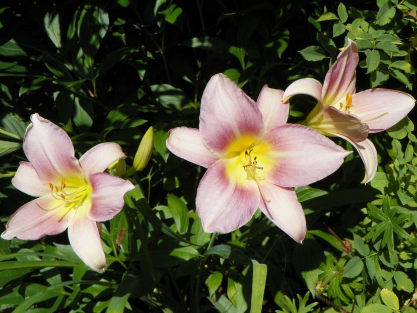 7 iul (1) - Hemerocallis 2018