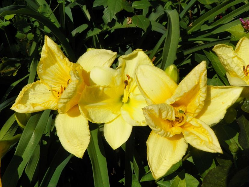 7 iul (4) - Hemerocallis 2018