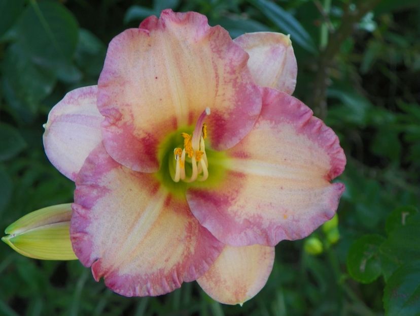 7 iul (6) - Hemerocallis 2018