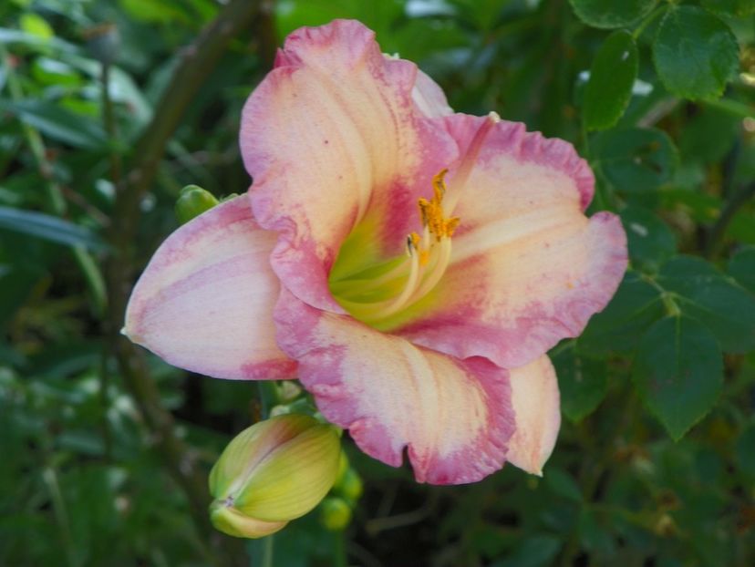7 iul (7) - Hemerocallis 2018