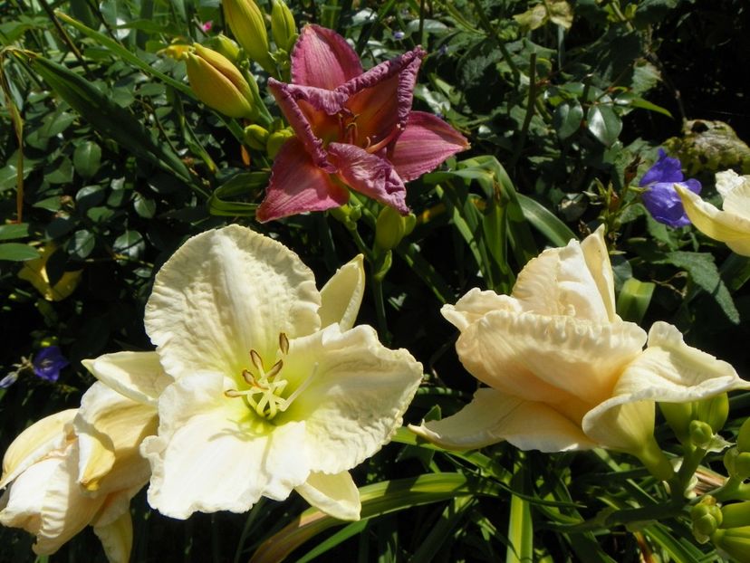 7 iul (9) - Hemerocallis 2018