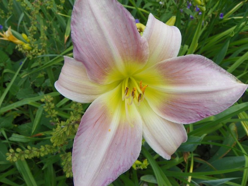 7 iul (16) - Hemerocallis 2018