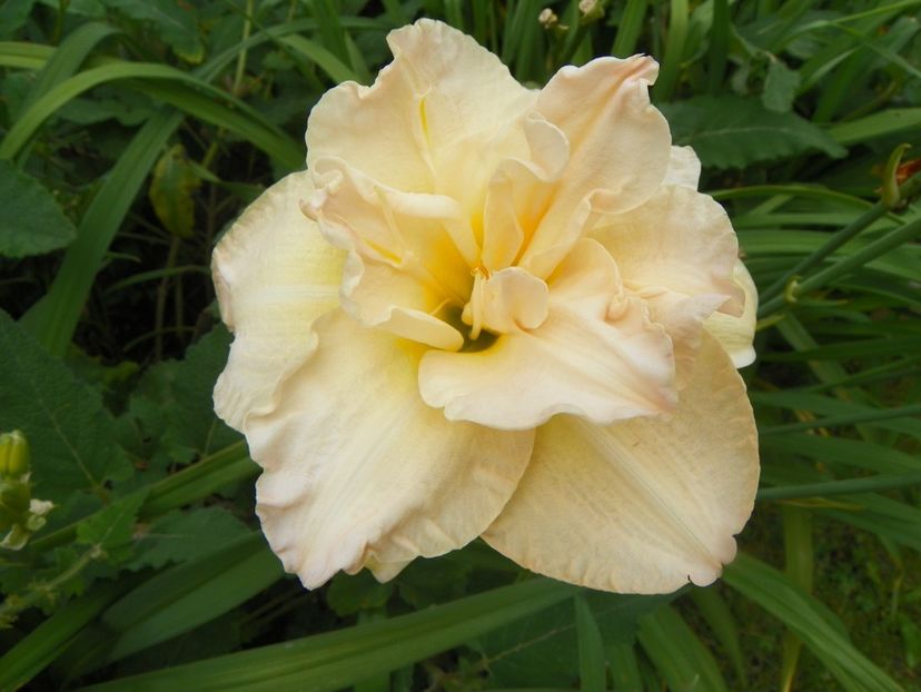 7 iul (20) - Hemerocallis 2018