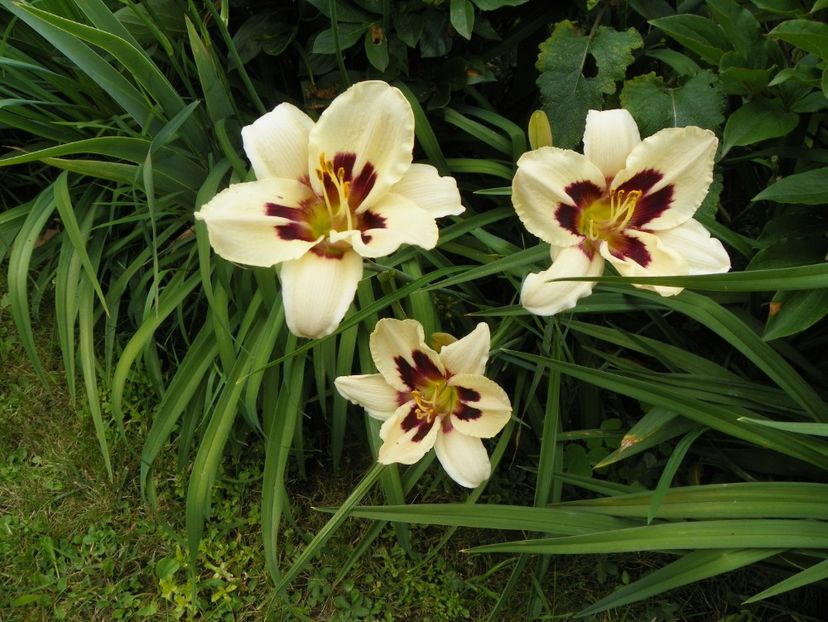 7 iul (21) - Hemerocallis 2018