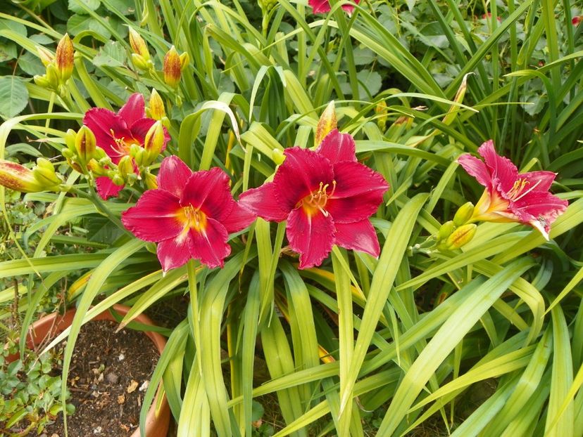 7 iul (22) - Hemerocallis 2018