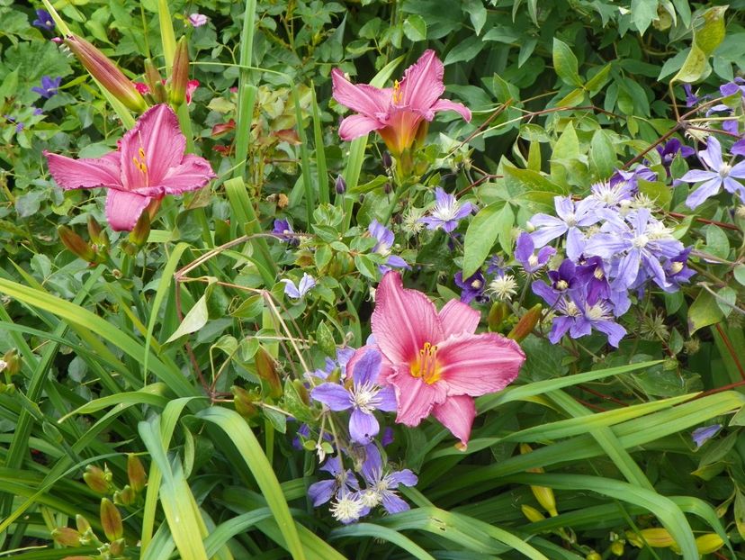 7 iul (23) - Hemerocallis 2018