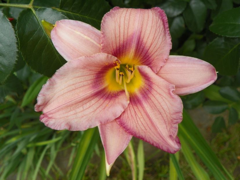 7 iul (24) - Hemerocallis 2018