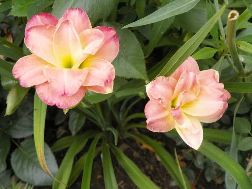 7 iul (25) - Hemerocallis 2018