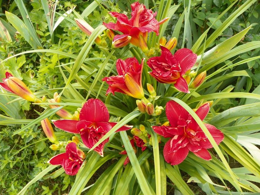 7 iul (28) - Hemerocallis 2018