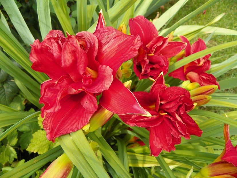 7 iul (29) - Hemerocallis 2018