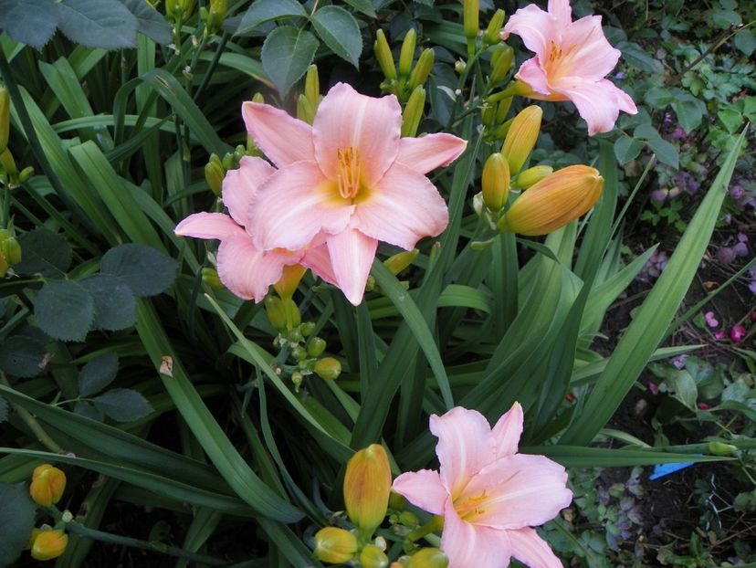 7 iul (32) - Hemerocallis 2018