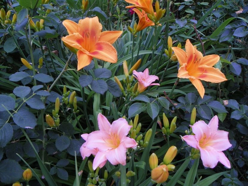 7 iul (33) - Hemerocallis 2018