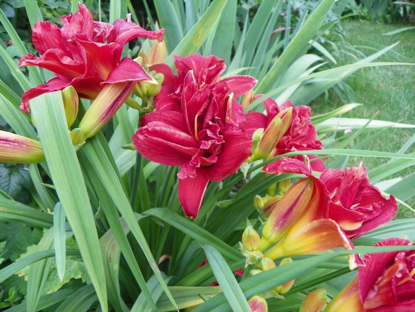 7 iul (34) - Hemerocallis 2018