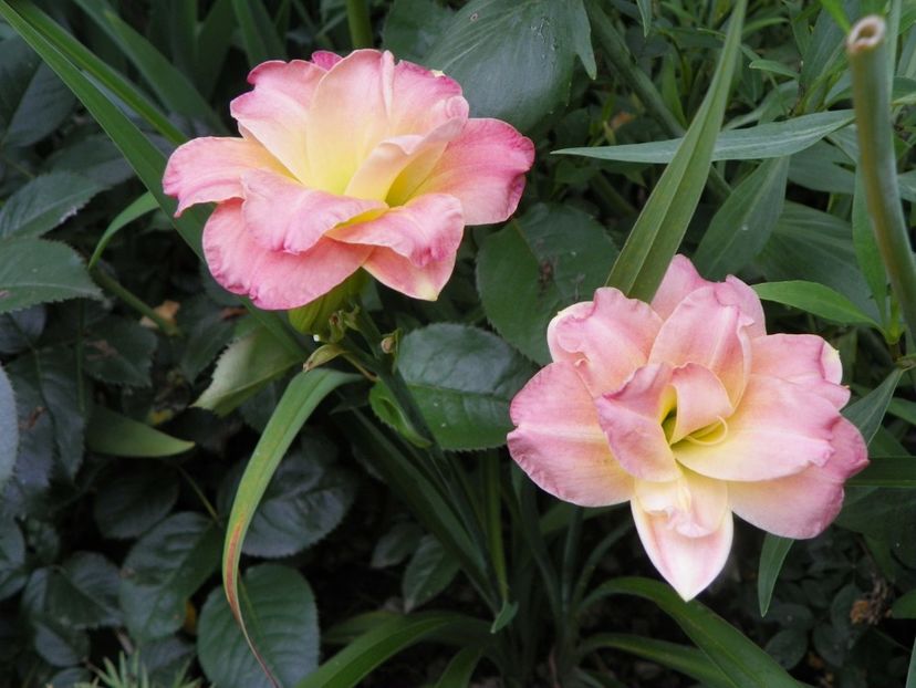 7 iul (38) - Hemerocallis 2018