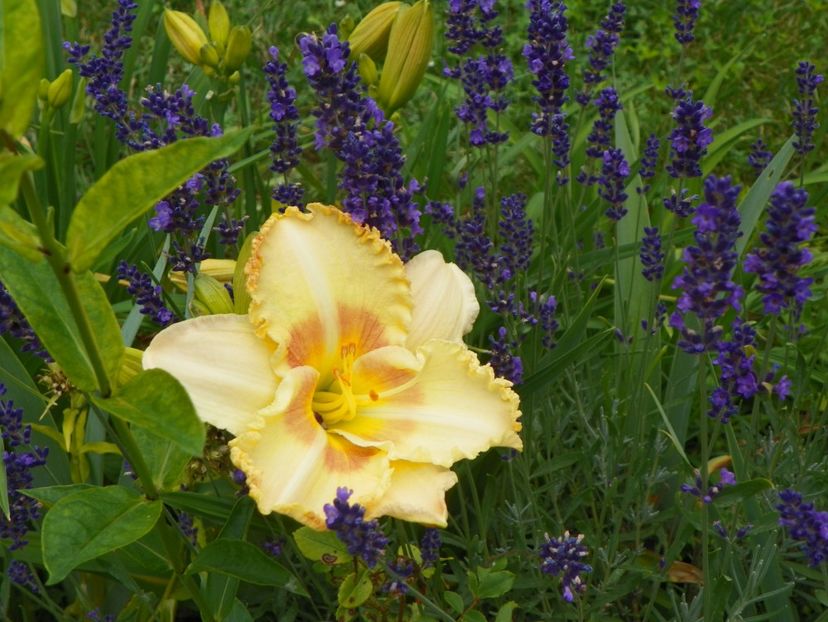 7 iul (41) - Hemerocallis 2018