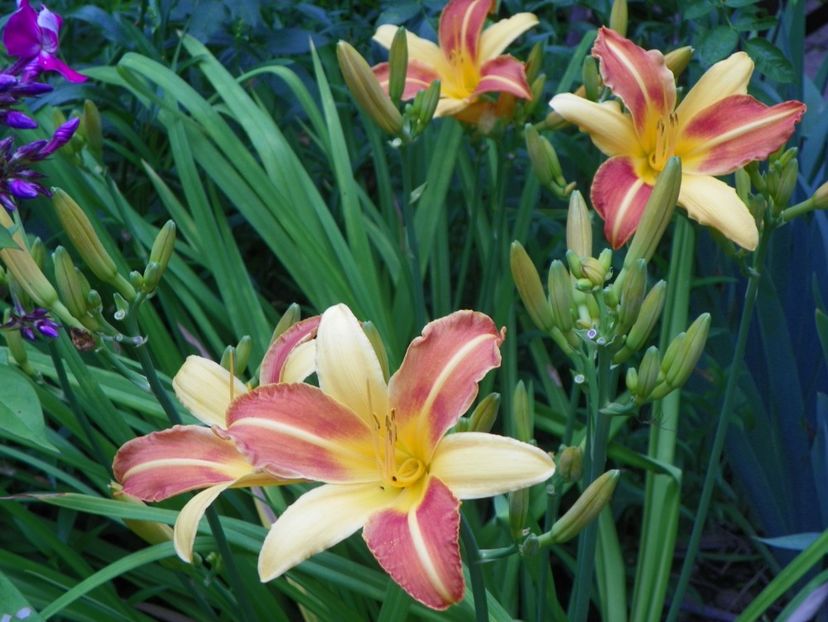 7 iul (47) - Hemerocallis 2018