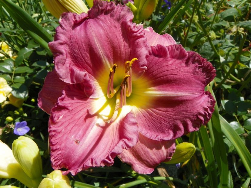 7 iul (52) - Hemerocallis 2018