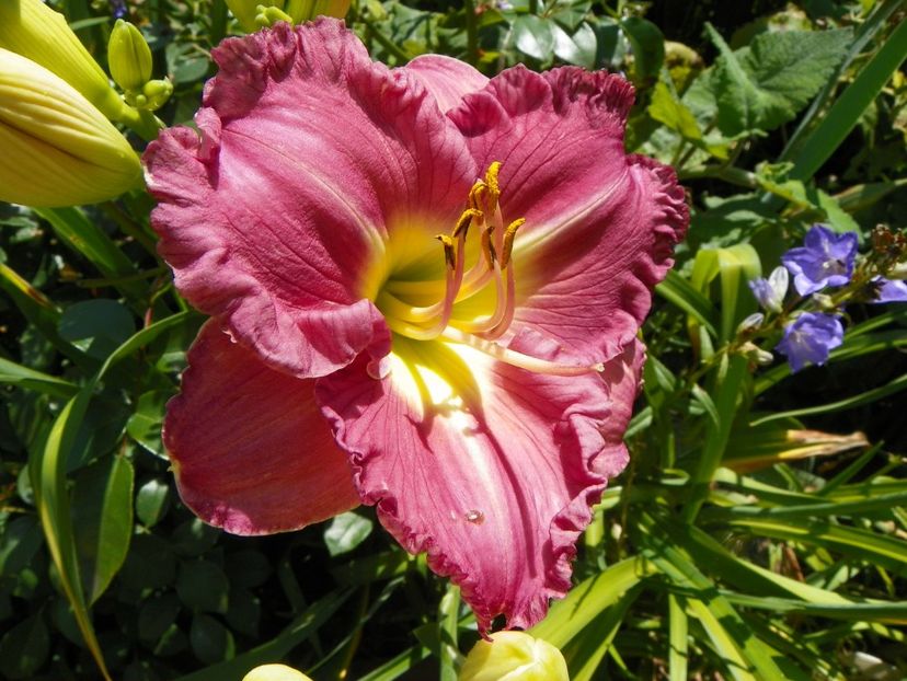 7 iul (53) - Hemerocallis 2018