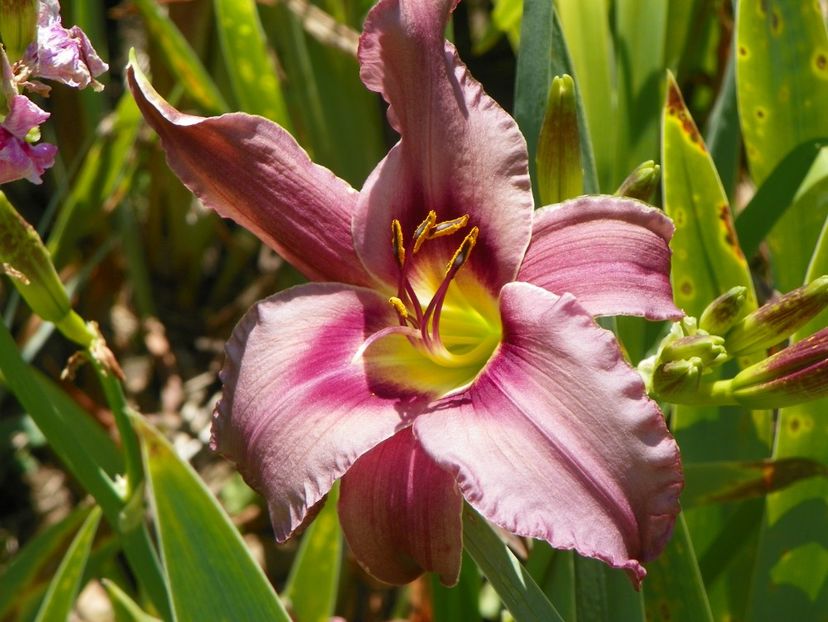 7 iul (54) - Hemerocallis 2018