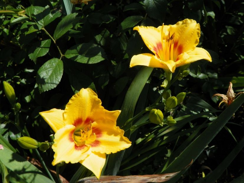 7 iul (61) - Hemerocallis 2018