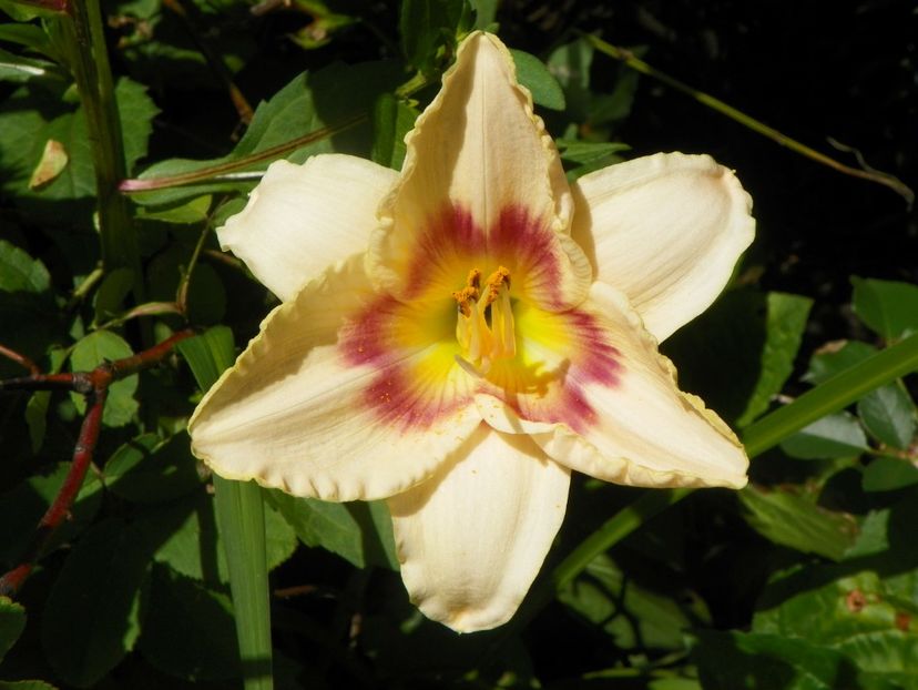 7 iul (70) - Hemerocallis 2018